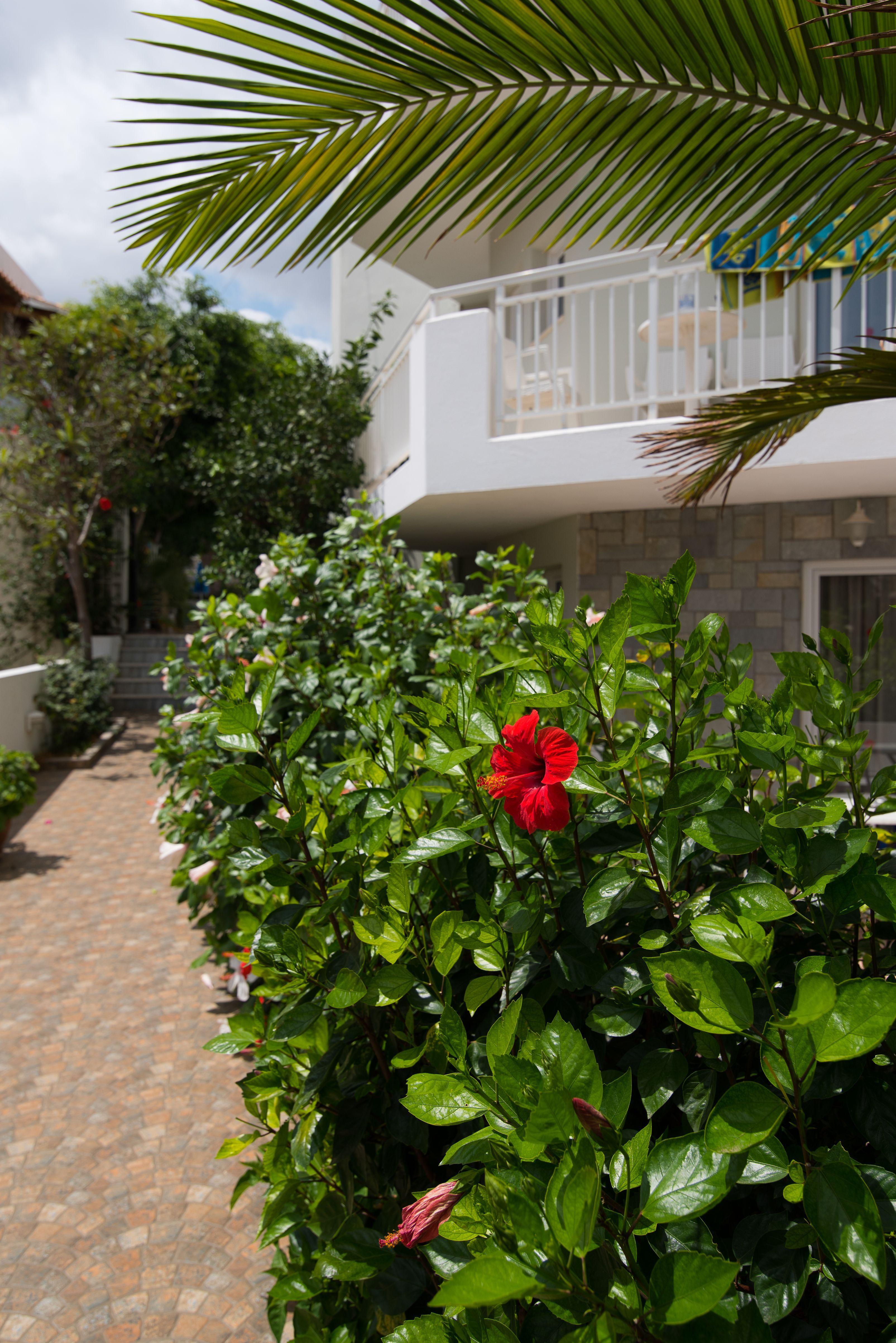 Melissa Apartments, Studios & Suites Малія Екстер'єр фото